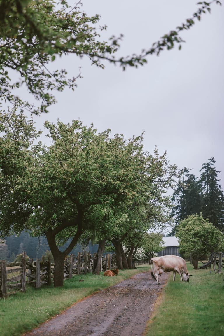 An orchard lane in the rain